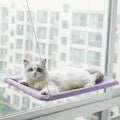 Cat lying on the suction mounted window perch