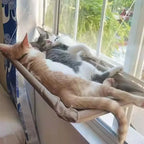 Two cats resting on the suction cup window hammock