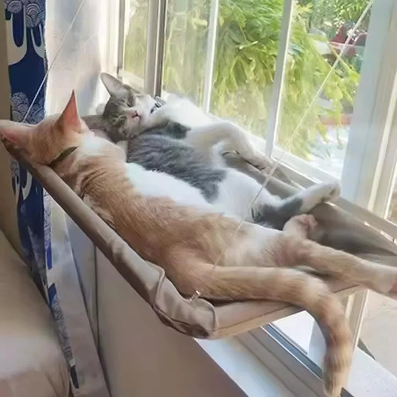 Two cats resting on the suction cup window hammock