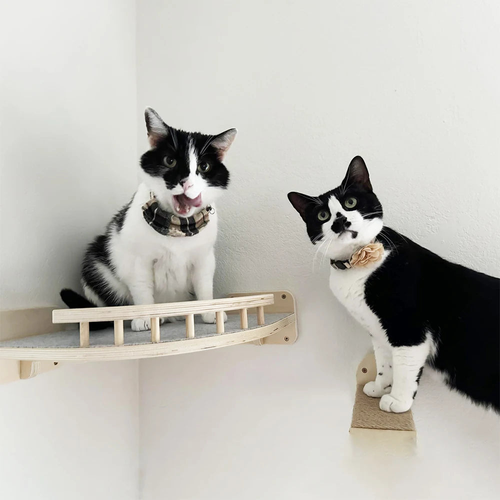 Cat using the wall steps