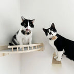 Cat using the wall steps