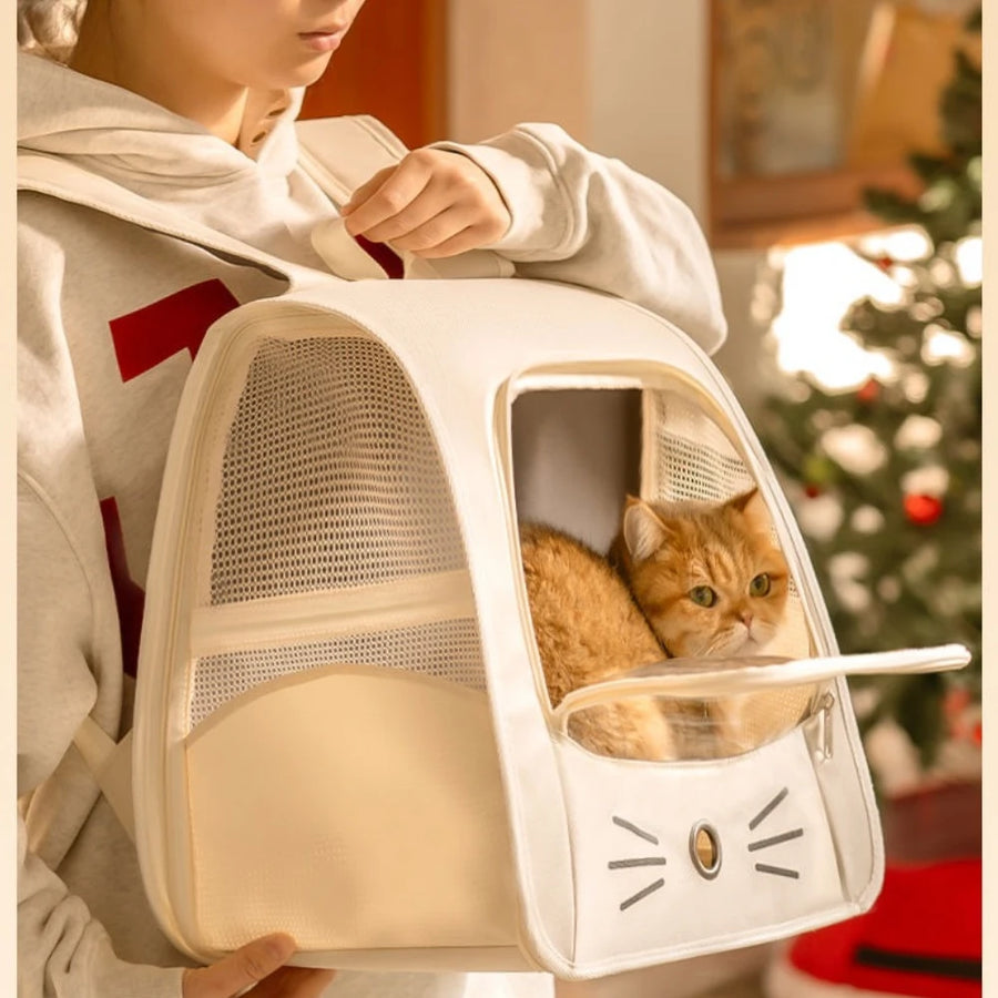 Cat sitting inside the backpack carrier, carried on the back
