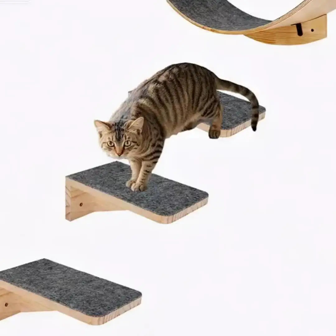 Cat walking down felt covered wall steps