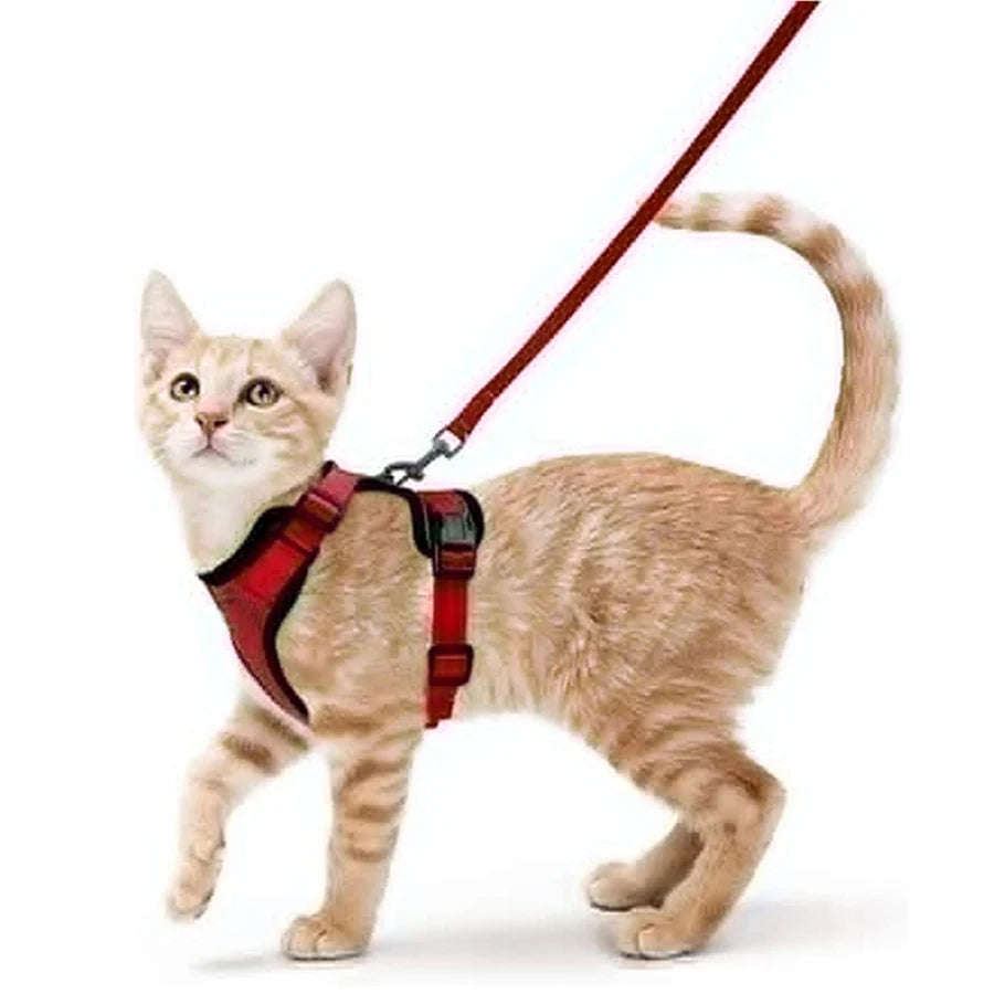 Cat harness and leash set laid flat