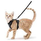 Cat wearing an orange vest style harness with leash